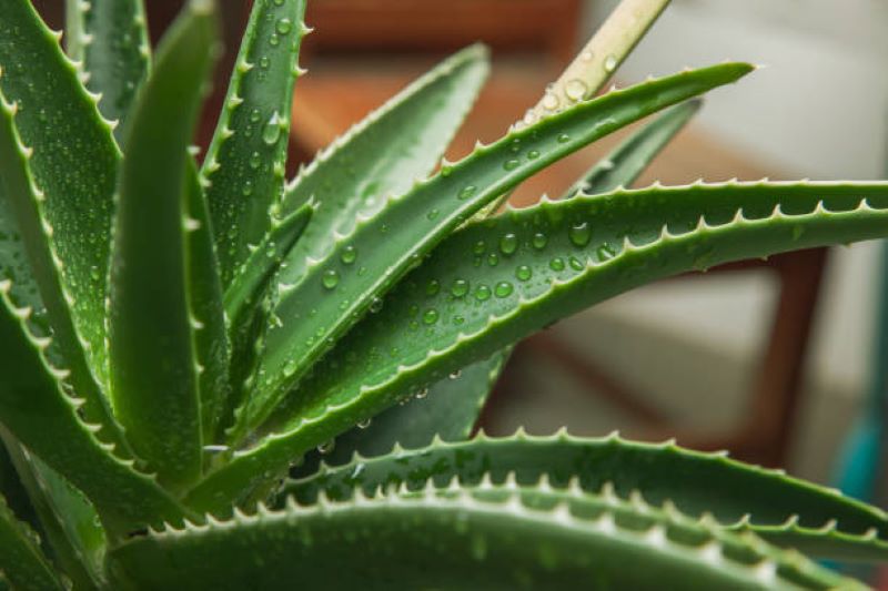 Aloe vera gel za lahko in naravno vsakodnevno nego